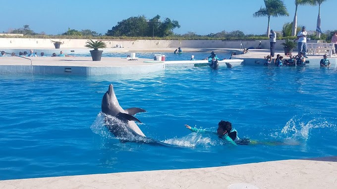 Dolphins in Punta Cana